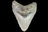 Fossil Megalodon Tooth - North Carolina #109669-1